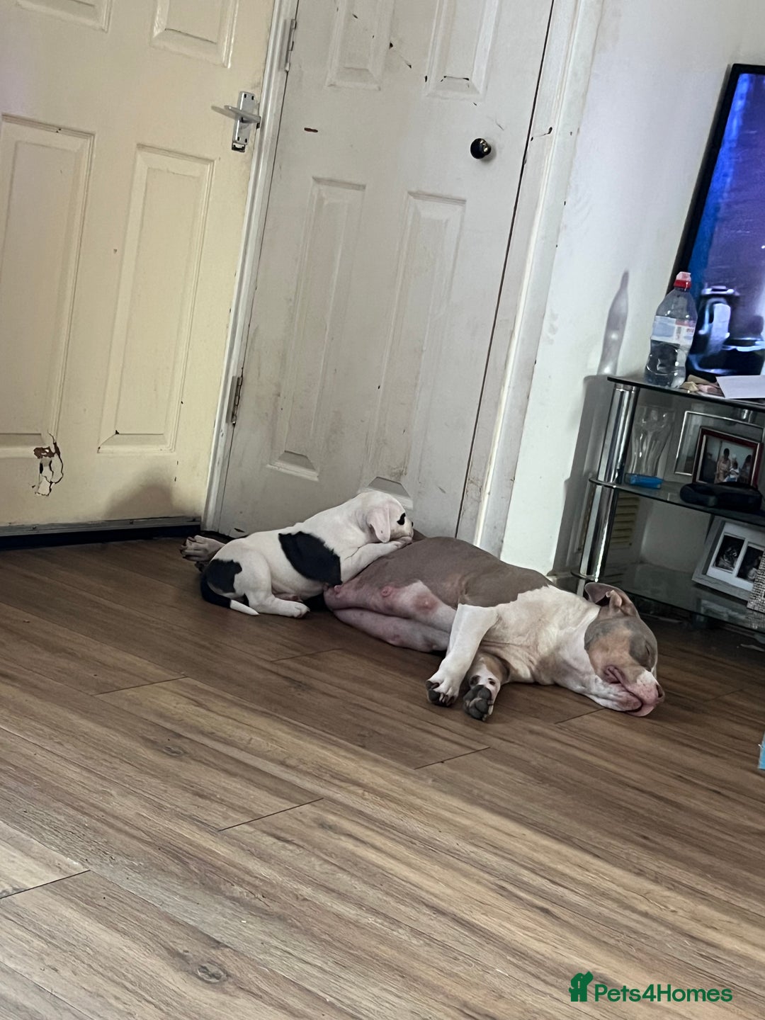 American Bully dogs for sale: Pocket Bully puppy GIRL - FOR SALE - Advert 11