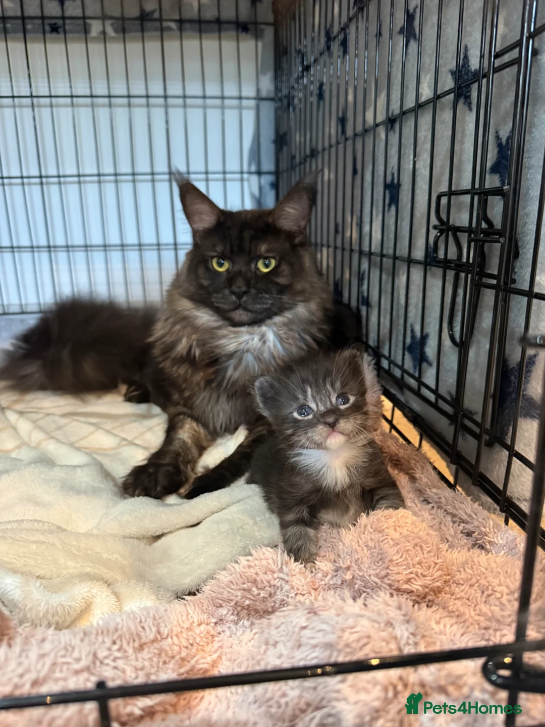 Maine Coon cats for sale: 🐾 Maine Coon Cross Kittens – 2 Girls & 1 Boy 🐾 - Advert 2