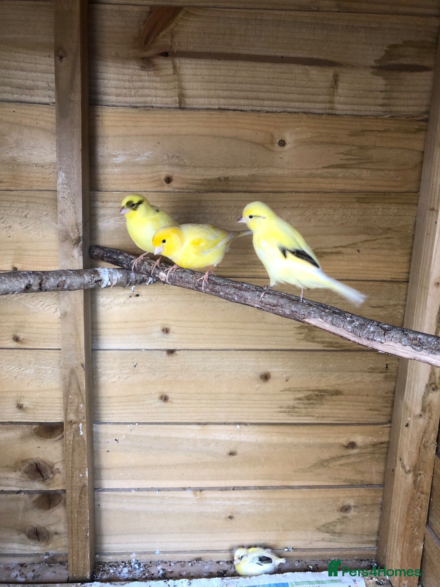 Canaries birds Young Canaries for sale - Advert 2