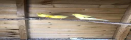 Canaries birds for sale: Young Canaries for sale in Trowbridge - Advert 1