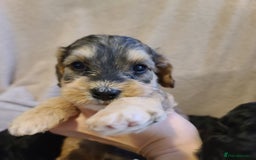 Cockapoo dogs for sale: Super Socialised F1 Cockapoo Puppies. DNA TESTED.  - Image 32