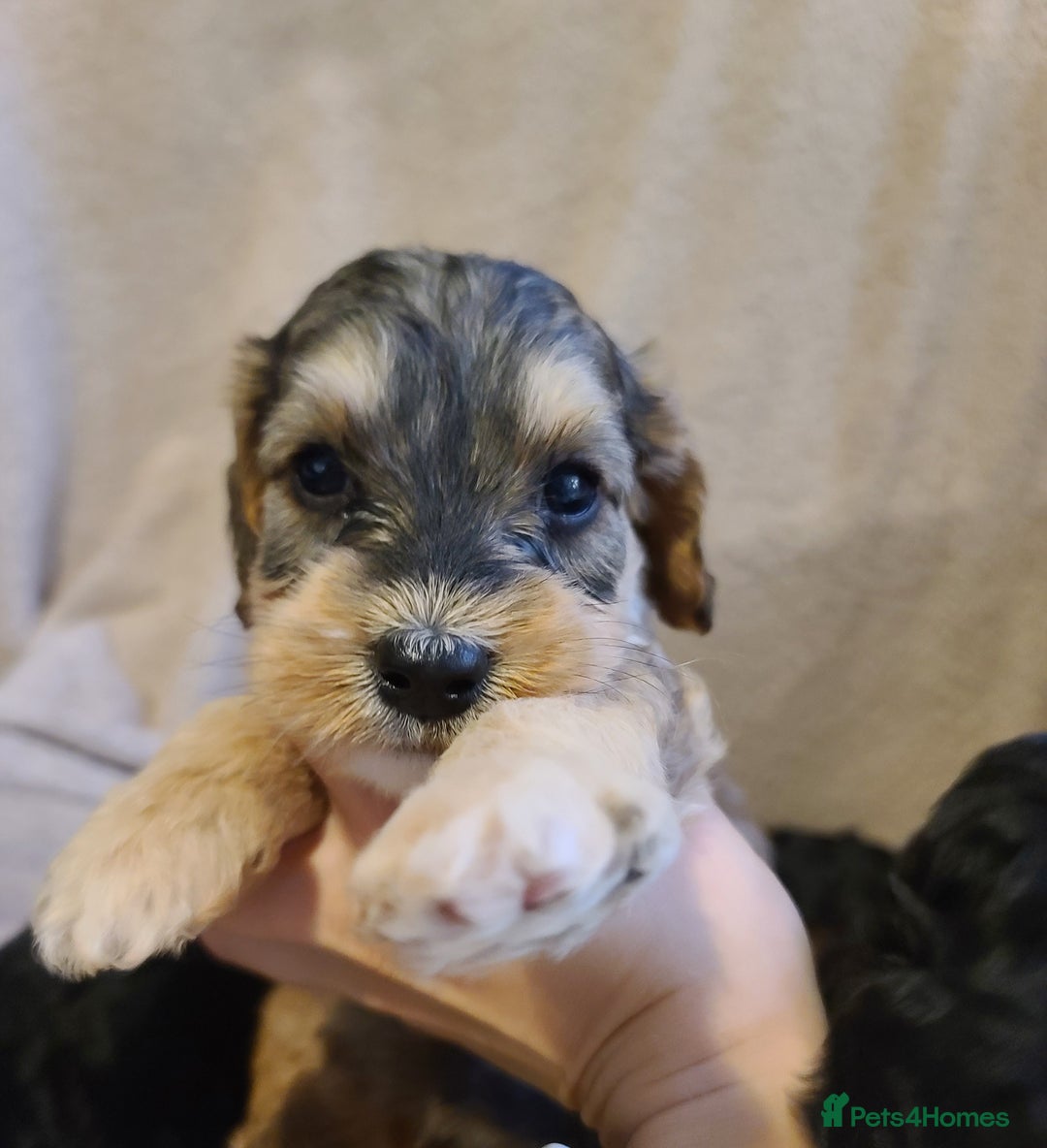 Cockapoo dogs for sale: Super Socialised F1 Cockapoo Puppies. DNA TESTED.  - Image 32