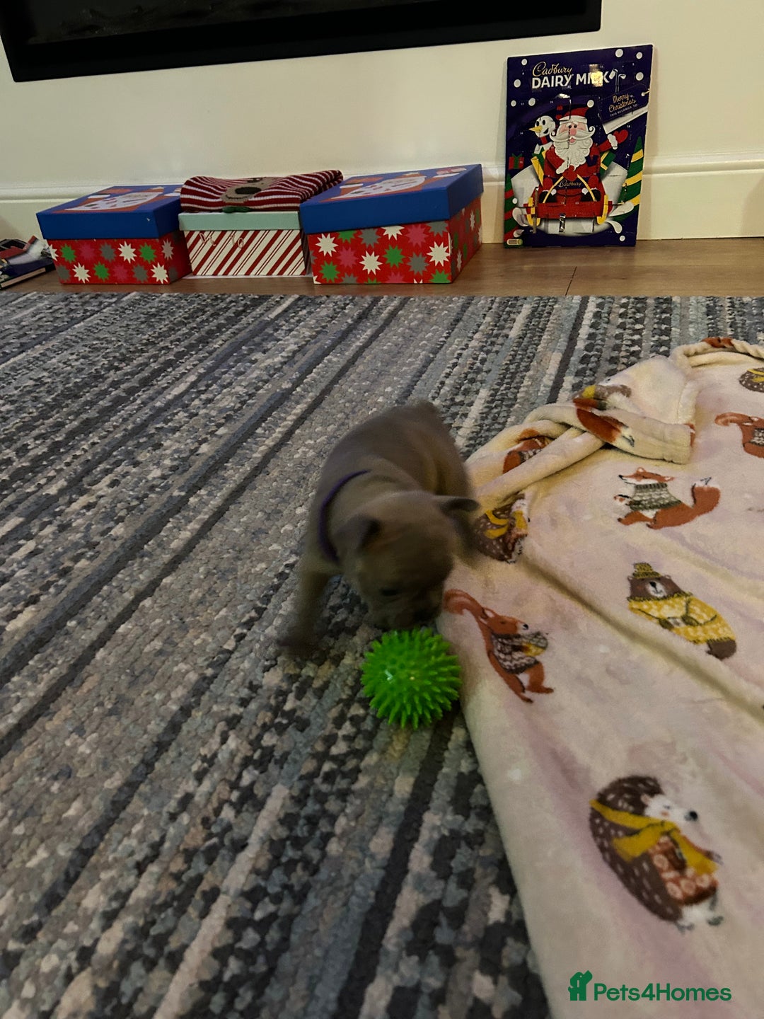 French Bulldog dogs for sale: Top quality French bulldog pups - Advert 9