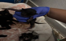 Domestic Shorthair cats for sale: Beautiful Newborn Ready for Homes in 8 Weeks 🐾 - Image 3