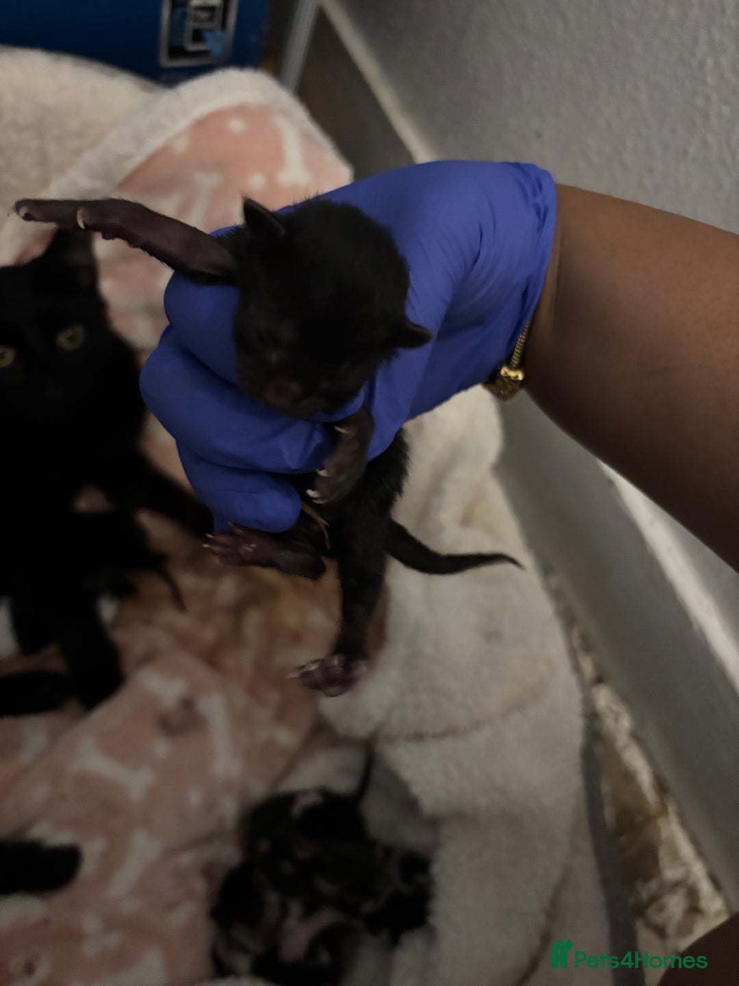 Domestic Shorthair cats for sale: Beautiful Newborn Ready for Homes in 8 Weeks 🐾 - Image 3