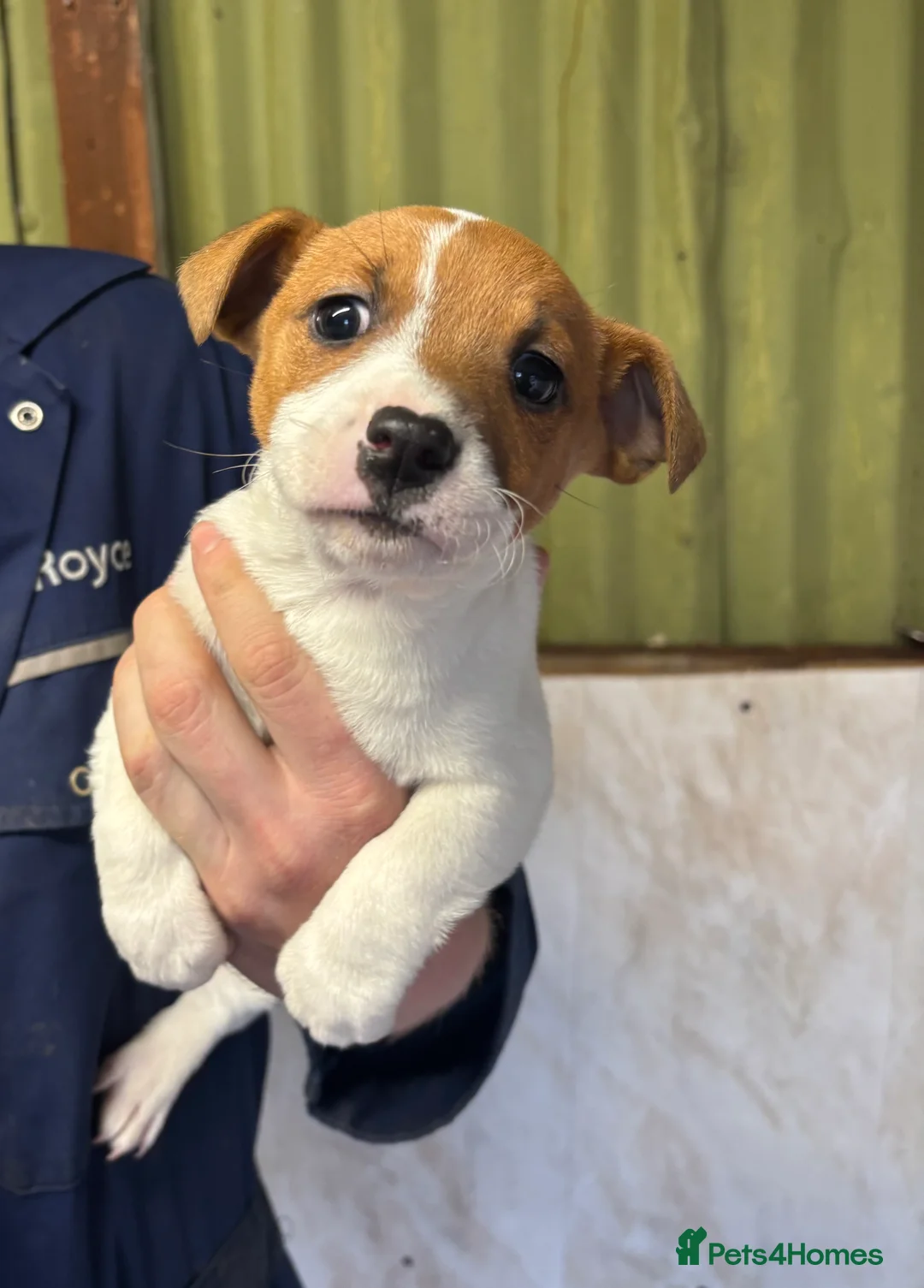 Jack Russell dogs for sale: Beautiful litter of Jack Russell puppies  - Advert 4