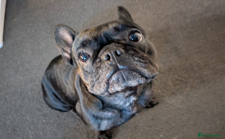 French Bulldog dogs - Advert 8