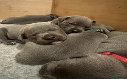 Staffordshire Bull Terrier dogs for sale: Blue Staffordshire Bull Terrier Puppies KC reg - Image 4
