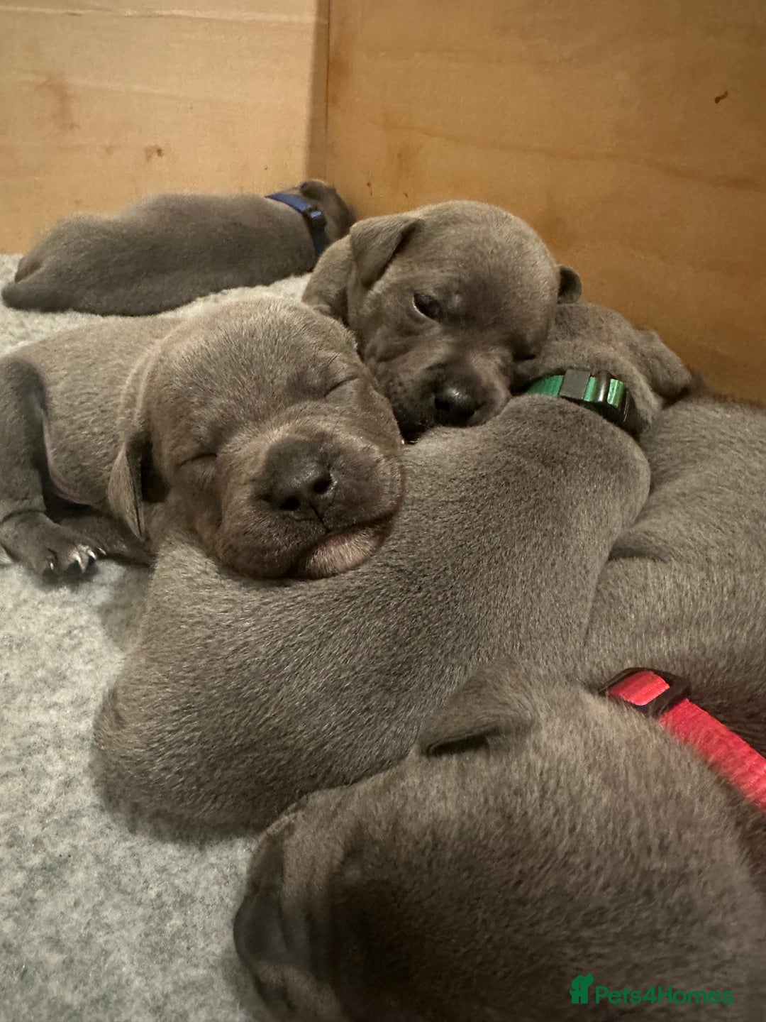 Staffordshire Bull Terrier dogs for sale: Blue Staffordshire Bull Terrier Puppies KC reg - Image 4