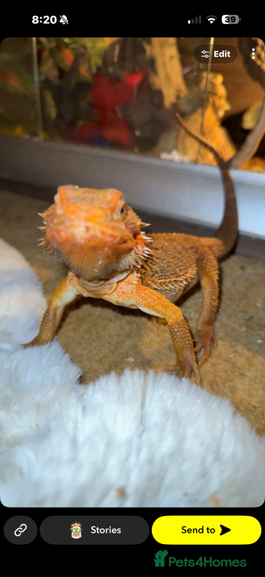 Bearded Dragon reptiles for sale: Blood red bearded dragon with Viv  in Clacton-on-Sea - Advert 1