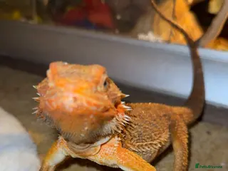 Bearded Dragon reptiles Blood red bearded dragon with Viv - Advert 3