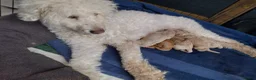 Double Doodle dogs for sale: Double doodle puppies - Advert 14