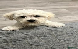 Mixed Breed dogs for sale: Bichon Mixed Breed  - Image 4