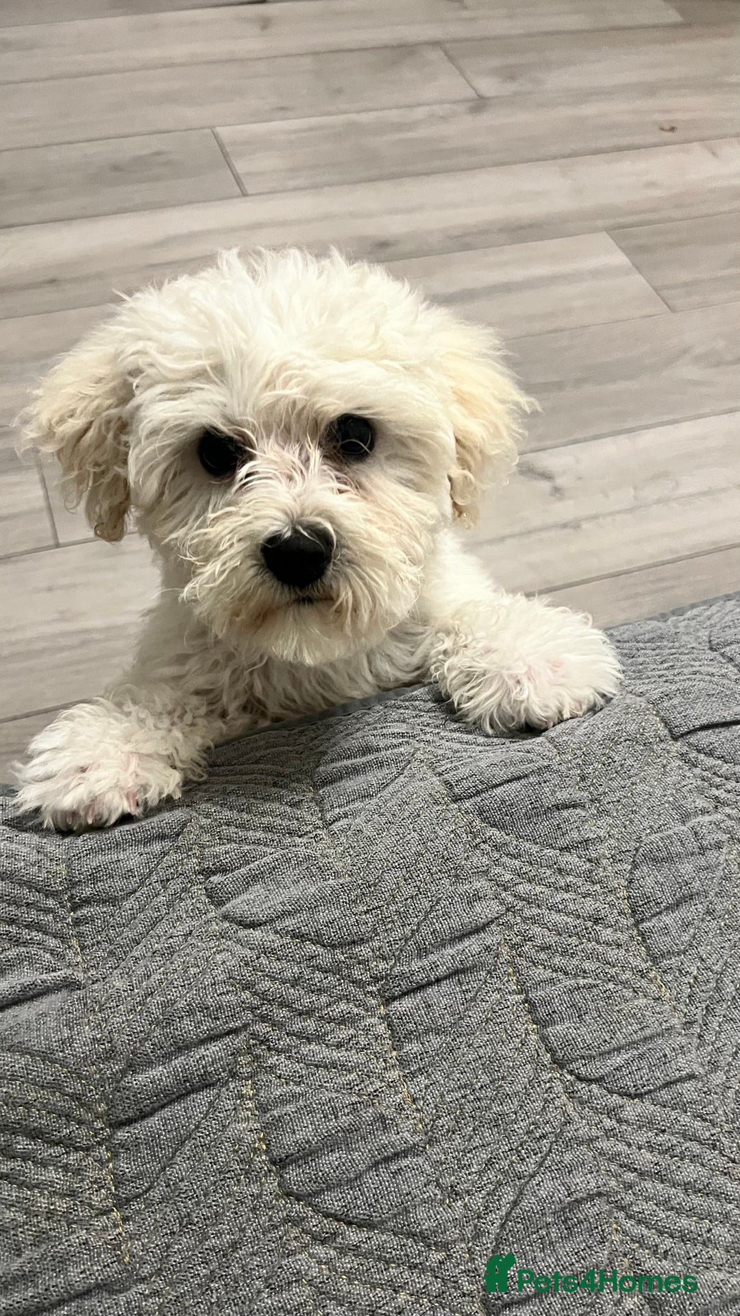 Mixed Breed dogs for sale: Bichon Mixed Breed  - Image 4