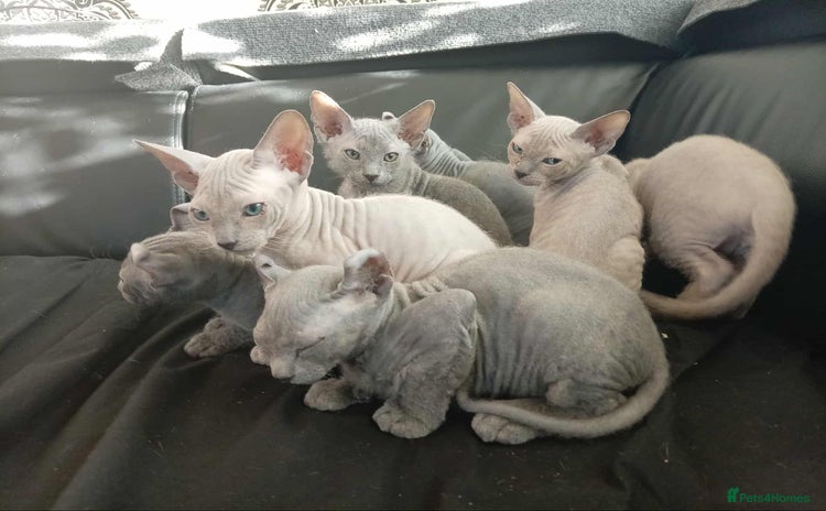 Sphynx cats - Advert 1