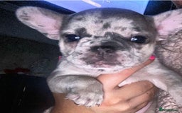 French Bulldog dogs for stud: 💎Blue & Tan 🤎 Merle French bulldog stud 🧬🔥 in Manchester - Image 25