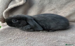 Mini Lop rabbits for sale: Miniature lop babies  - Image 1