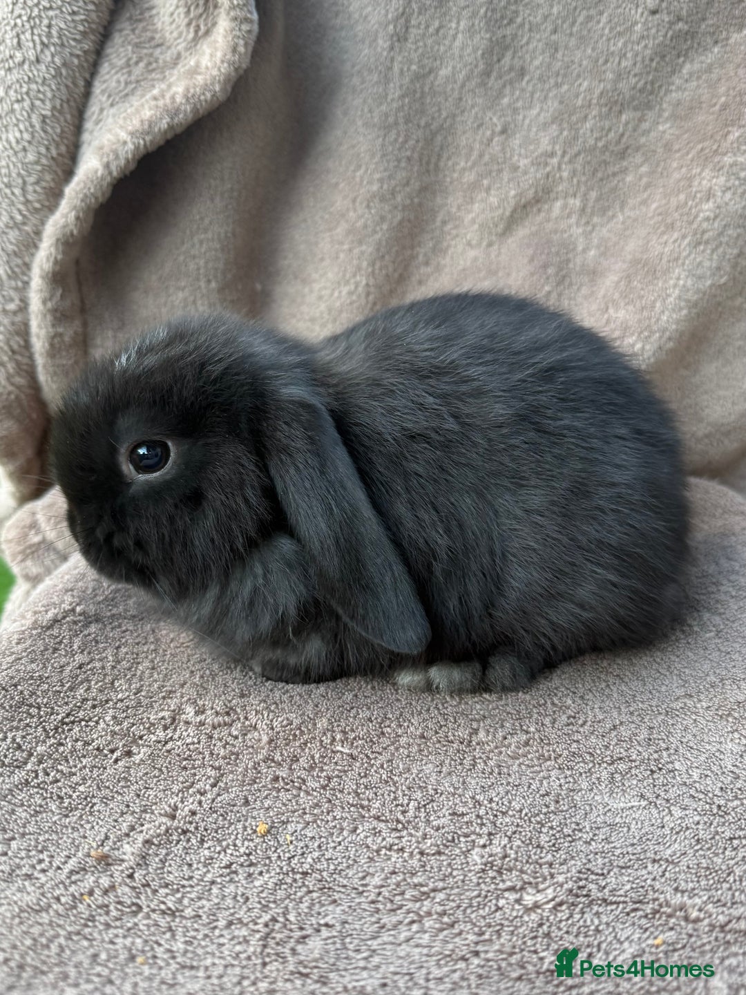 Mini Lop rabbits for sale: Miniature lop babies  - Image 1