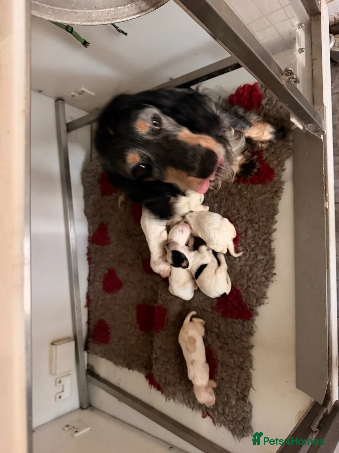 Cocker Spaniel dogs for sale: Cocker spaniels puppies  - Advert 2