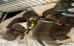 Staffordshire Bull Terrier dogs for sale: 7 beautiful blue Staffordshire bull terriers - Advert 8