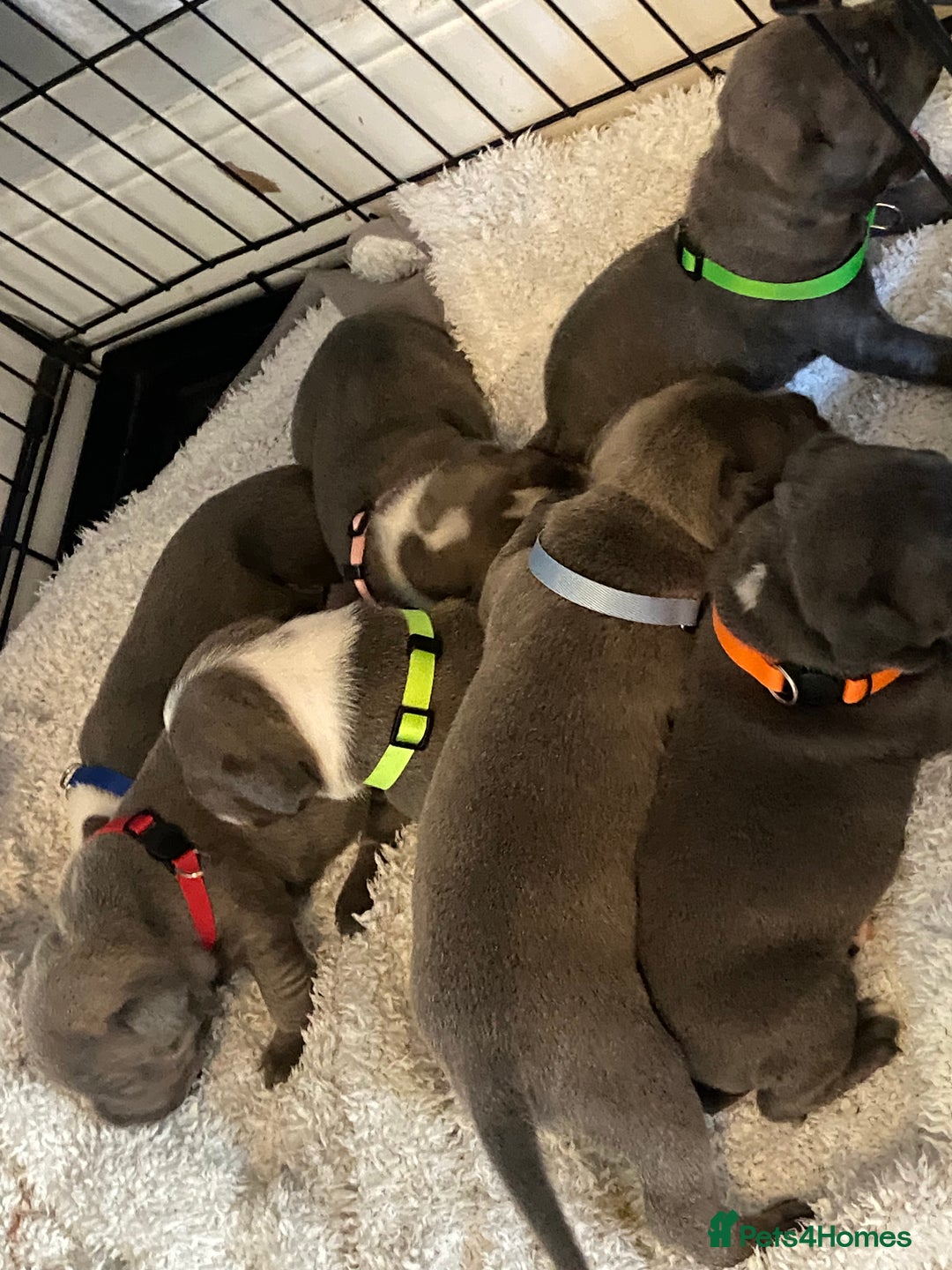 Staffordshire Bull Terrier dogs for sale: 7 beautiful blue Staffordshire bull terriers - Advert 8