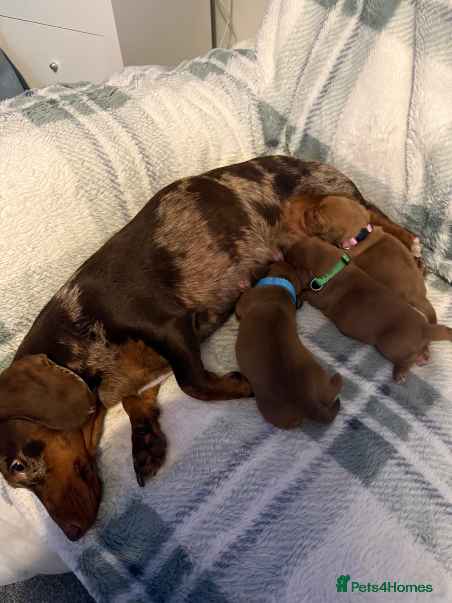 Miniature Dachshund dogs 3 beautiful miniature dachshund puppies  - Advert 3