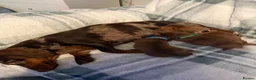 Miniature Dachshund dogs for sale: 3 beautiful miniature dachshund puppies  in Hull - Advert 1