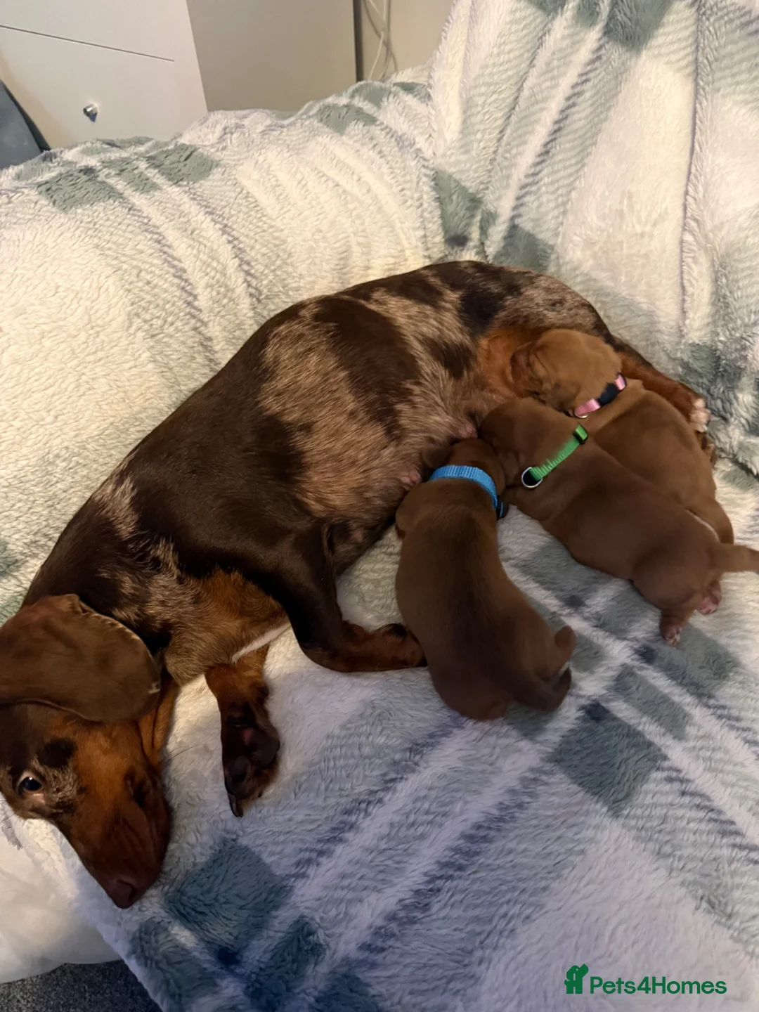 Miniature Dachshund dogs for sale: 3 beautiful miniature dachshund puppies  in Hull - Advert 1