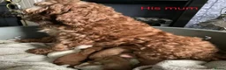 Cockapoo dogs for stud: Milo for stud in Nottingham - Advert 3