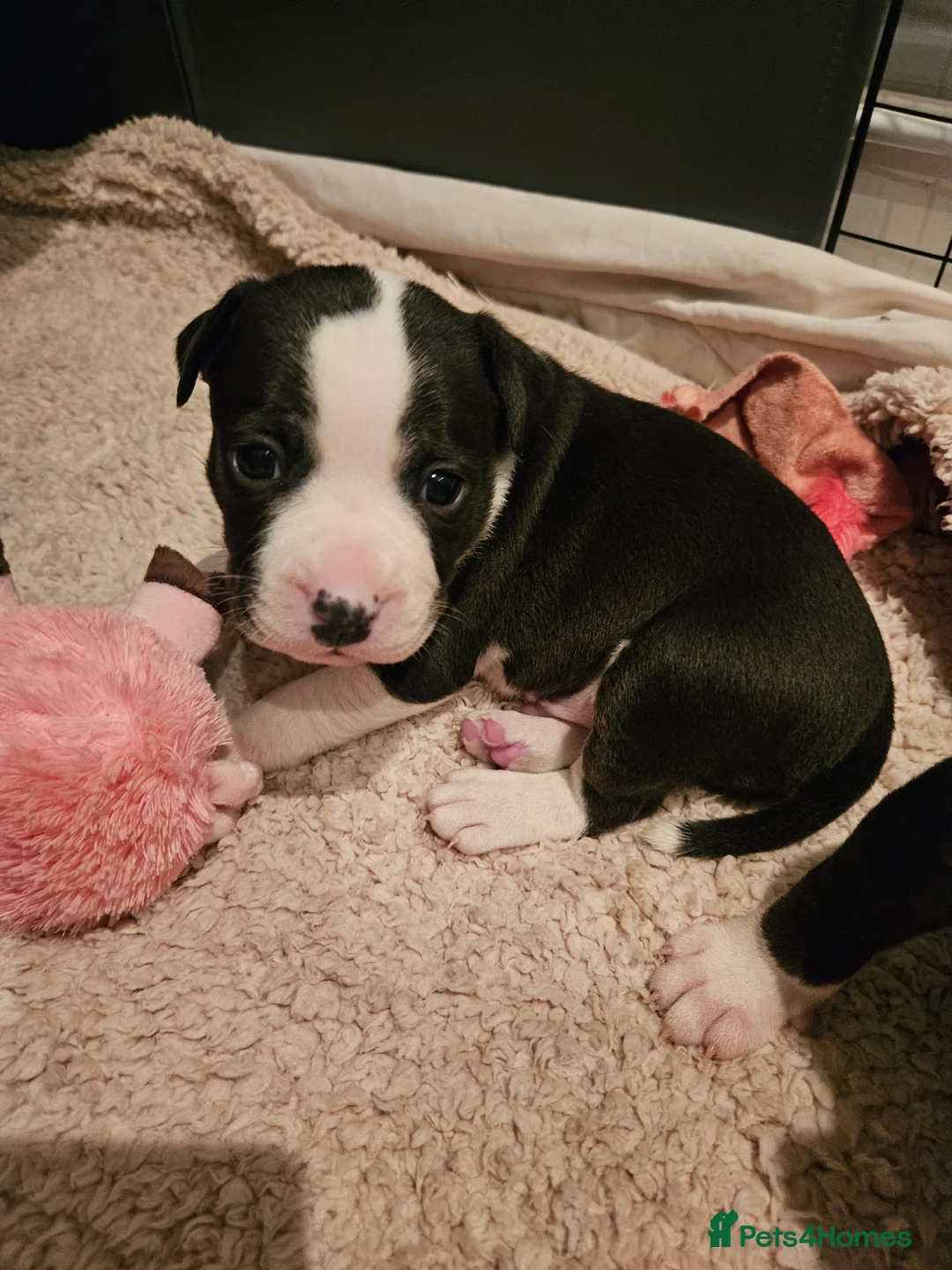 Staffordshire Bull Terrier dogs for sale: 4 staffies for sale - Advert 7