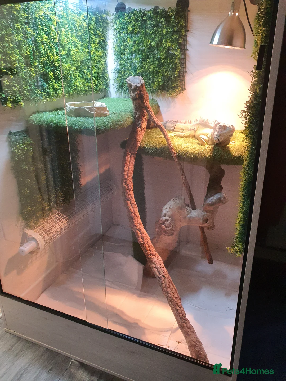 Iguana reptiles for sale: Green iguana - Advert 3