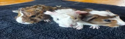 Guinea Pig rodents for sale: 2 beautiful boys  - Advert 5