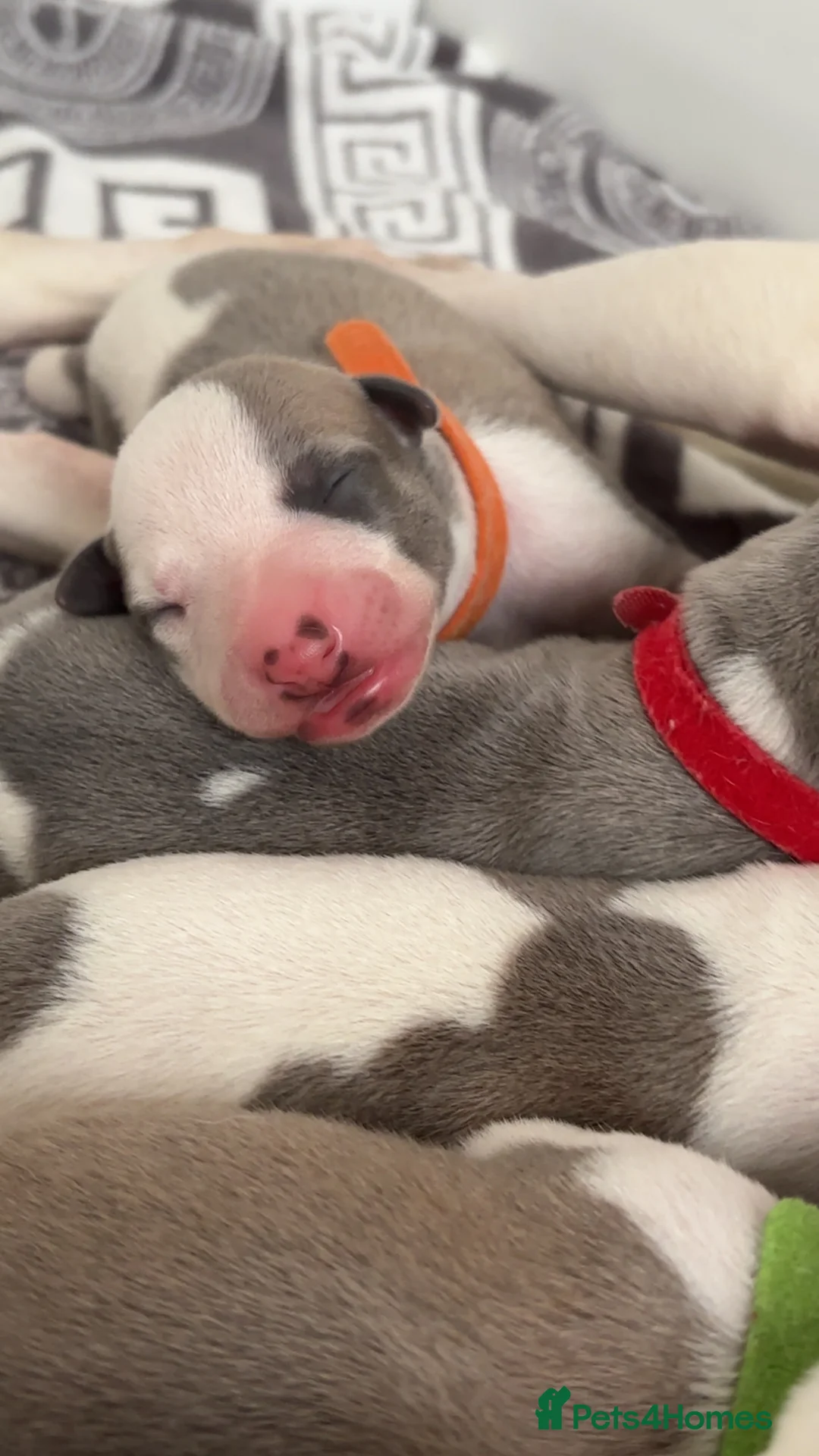 Whippet dogs for sale: 🌟 quality KC whippet pups 🌟 - Advert 32