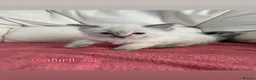 Ragdoll cats for sale: Stunning litter of ragdoll kittens  - Advert 15