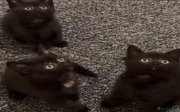 Mixed Breed cats for sale: toritoshell kittens  - Image 7