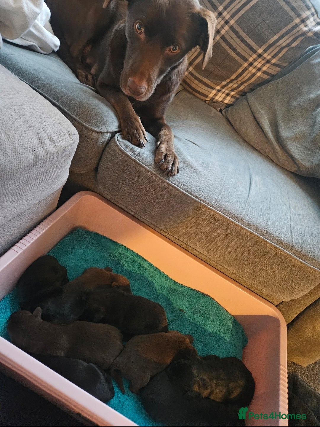 Borador dogs for sale: Labrador borador puppies - Advert 8