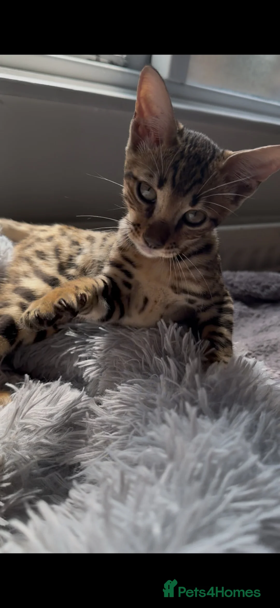 Savannah cats for sale: Beautiful savanah F4 female ready to leave  - Advert 18