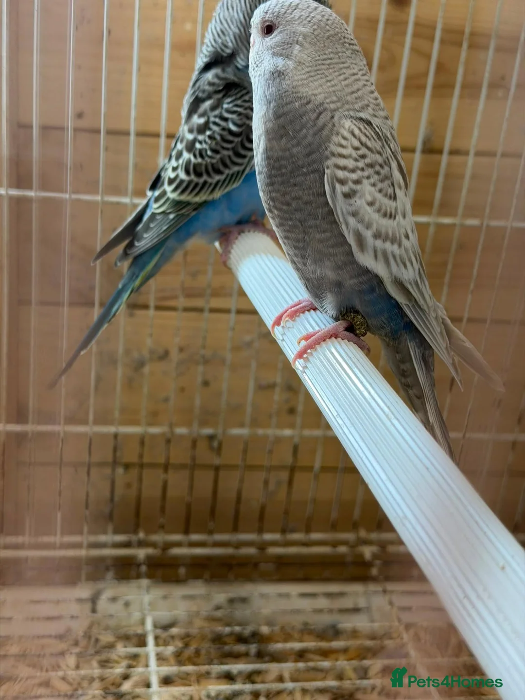 Budgerigars birds for sale: Black face dun fallow young male violet for.sale. - Advert 2