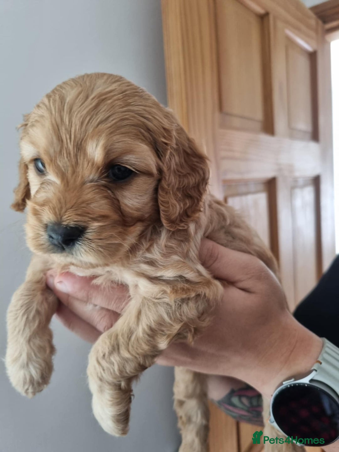 Cavapoochon dogs for sale: Cavapoochon 1 boy 1 girl left - Advert 11