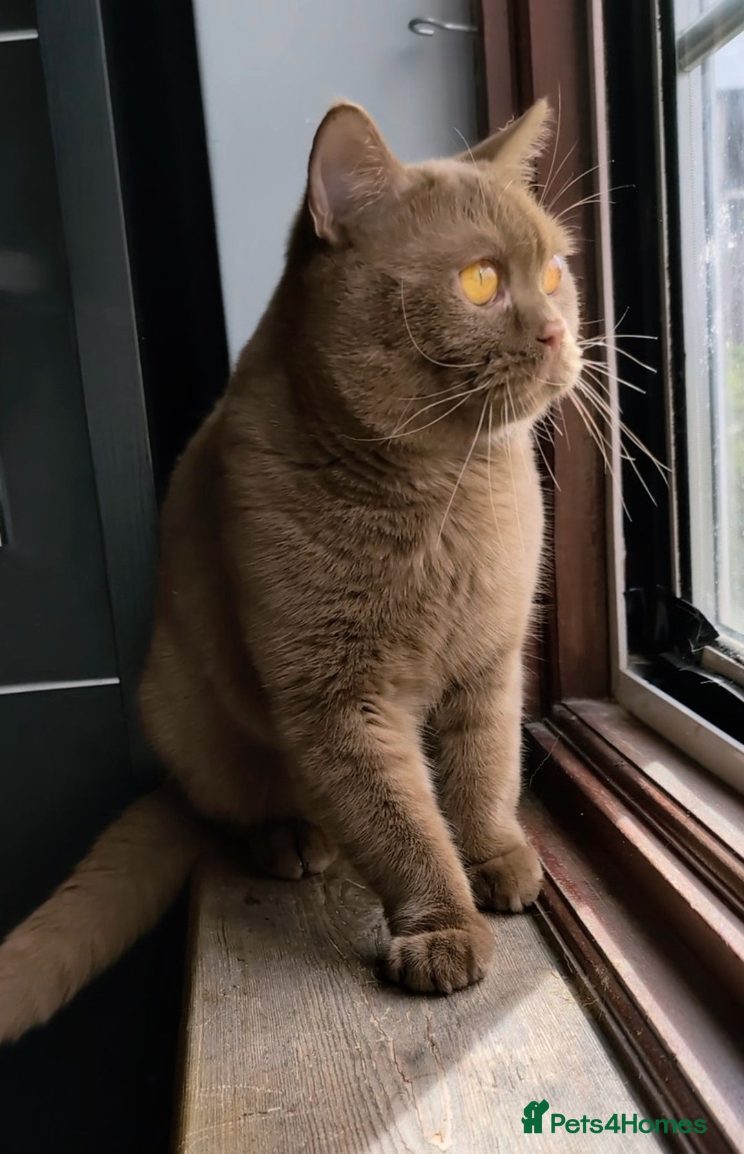 British Shorthair cats for stud: 💦CINNAMON🩸Blood B❣️GCCF & TICA 💙STUD only  - Advert 7