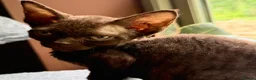 Devon Rex cats for sale:  GCCF registered  Devon Rex kittens available  in Leominster - Advert 6
