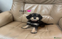 Mixed Breed dogs for sale: F1 MINI SCHNOODLE PUPPIES READY NOW - Image 8
