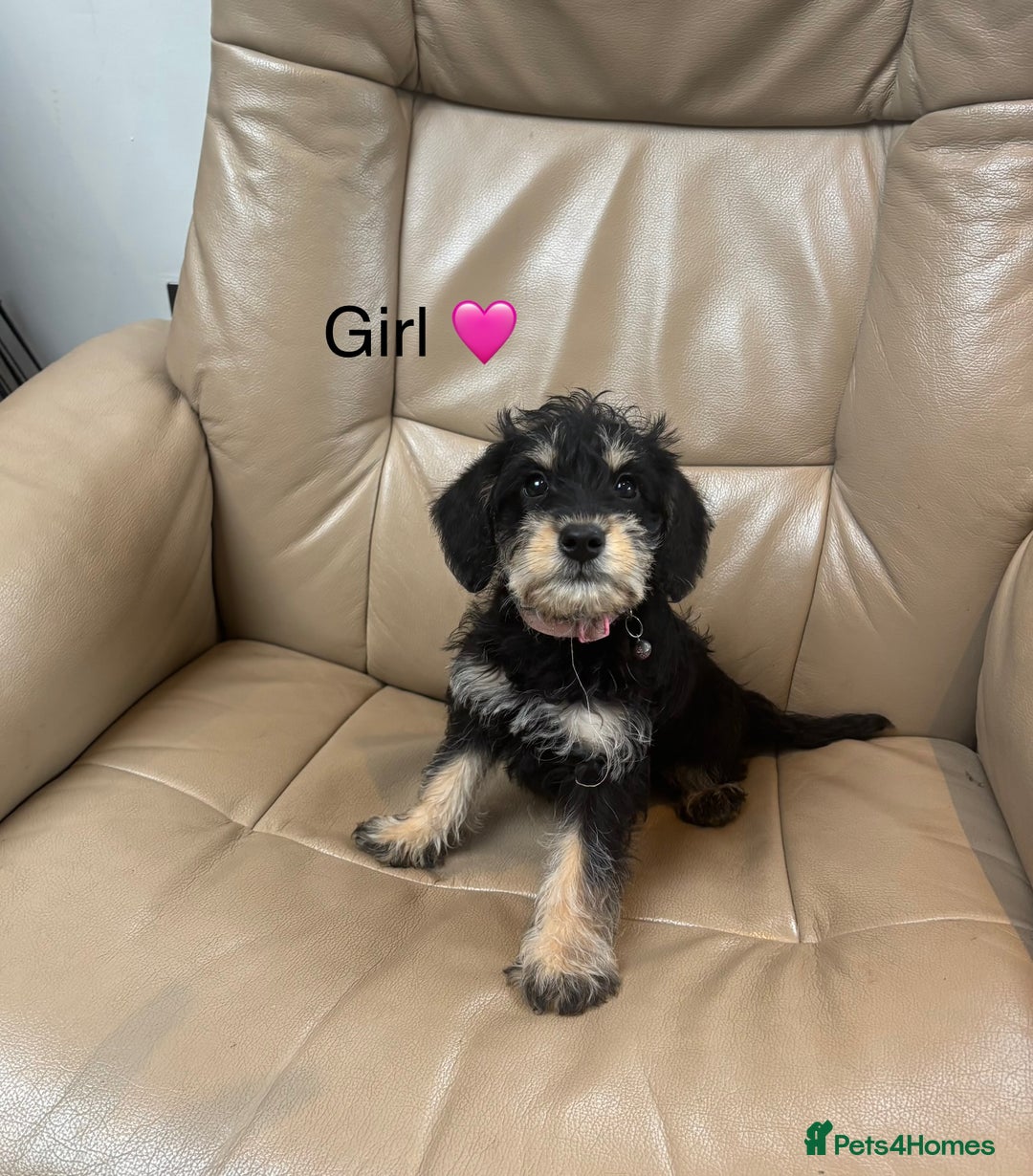 Mixed Breed dogs for sale: F1 MINI SCHNOODLE PUPPIES READY NOW - Image 8