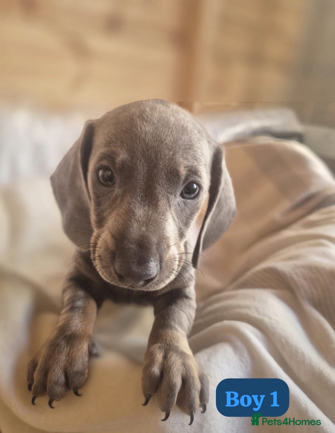 Dachshund dogs for sale: Dachshund puppies - Image 4