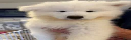 Samoyed dogs for sale: Beautiful pedigree kc Samoyed  - Advert 6