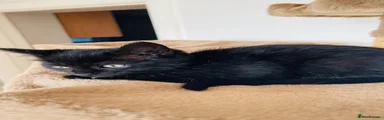 Mixed Breed 7
