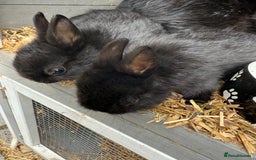 Netherland Dwarf rabbits for sale: Netherland dwarf rabbits for sale  - Image 9