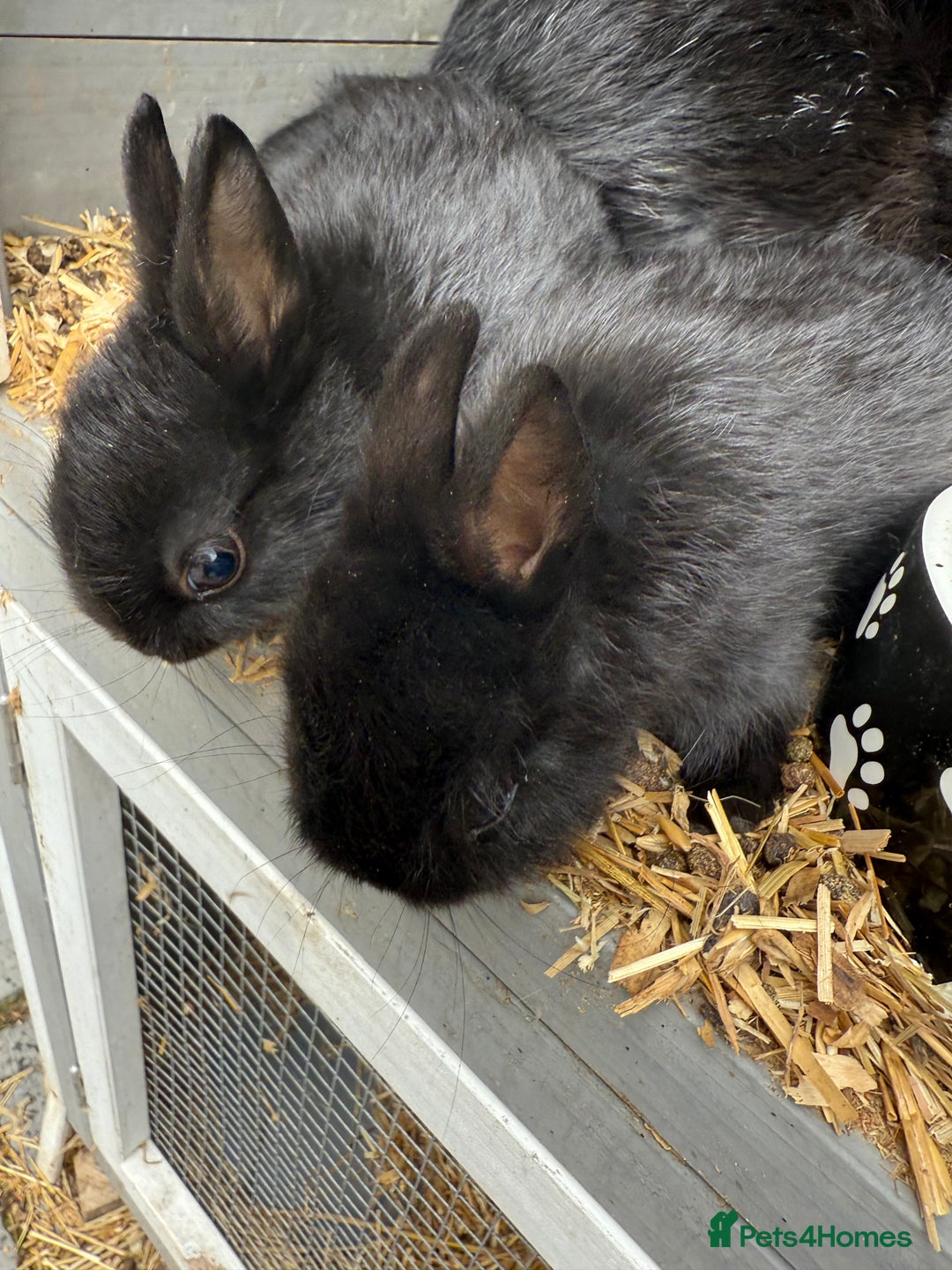 Netherland Dwarf rabbits for sale: Netherland dwarf rabbits for sale  - Image 9