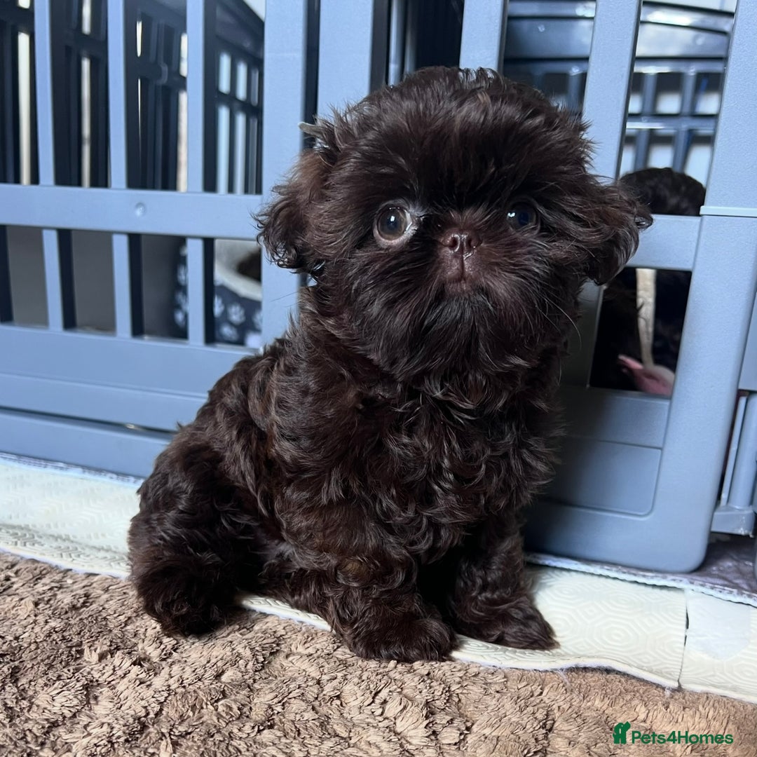 Shih Tzu dogs for sale: Stunning KC chocolate imperial Shihtzu puppies - Image 31