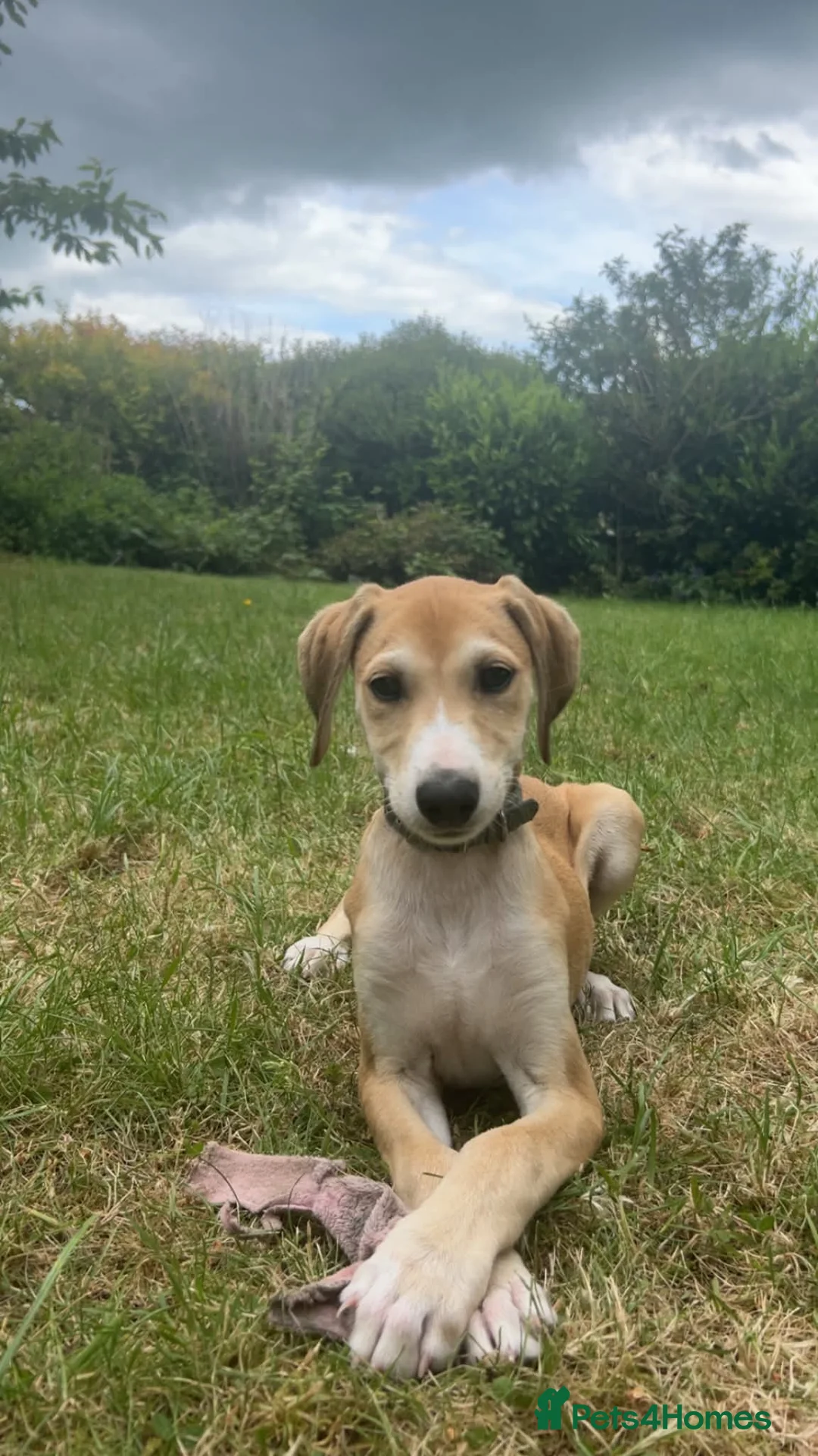 Mixed Breed dogs for sale: Goose - Advert 2